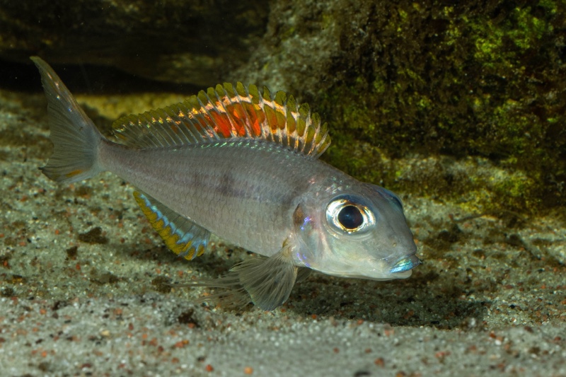 Xenotilapia nigrolabiata 'Chituta Bay'